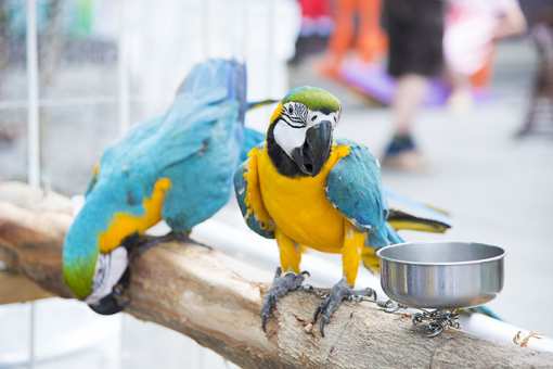 The 10 Best Pet Stores in Wisconsin!